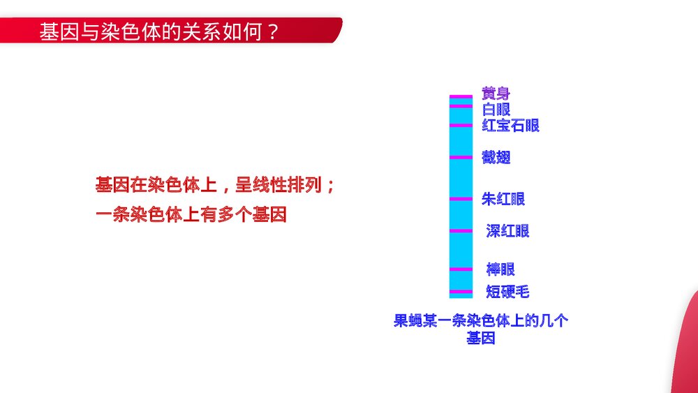 高一下册生物必修二《基因是有遗传效应的DNA片段》PPT课件(第3.4课时)5
