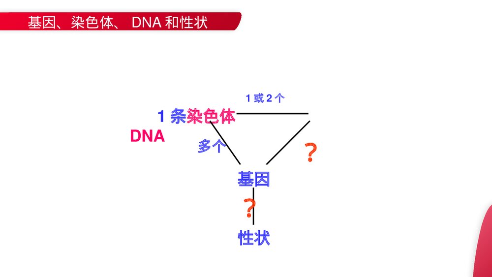 高一下册生物必修二《基因是有遗传效应的DNA片段》PPT课件(第3.4课时)6
