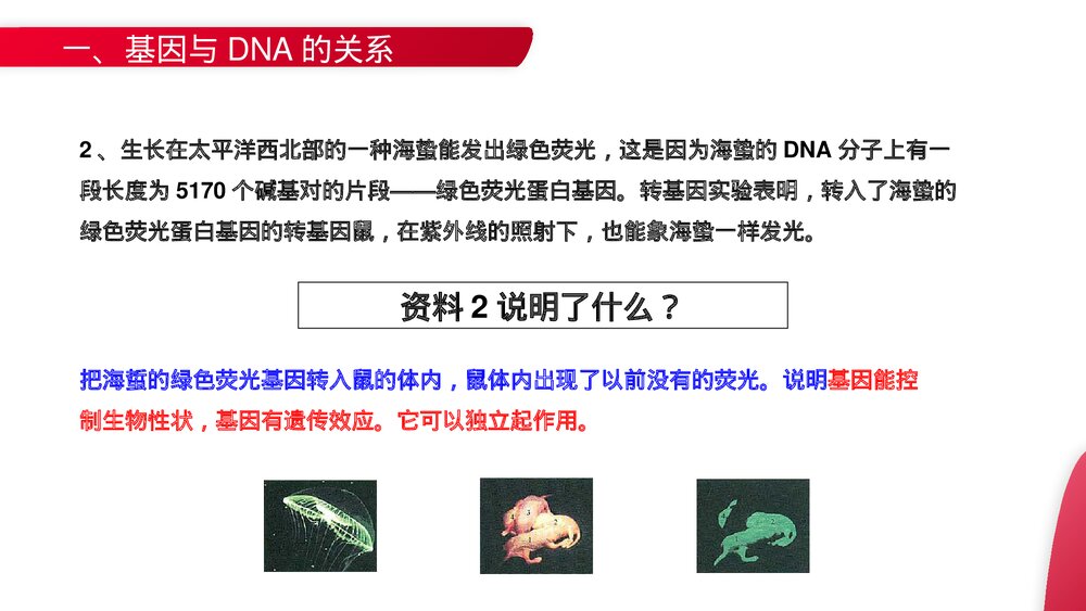 高一下册生物必修二《基因是有遗传效应的DNA片段》PPT课件(第3.4课时)8