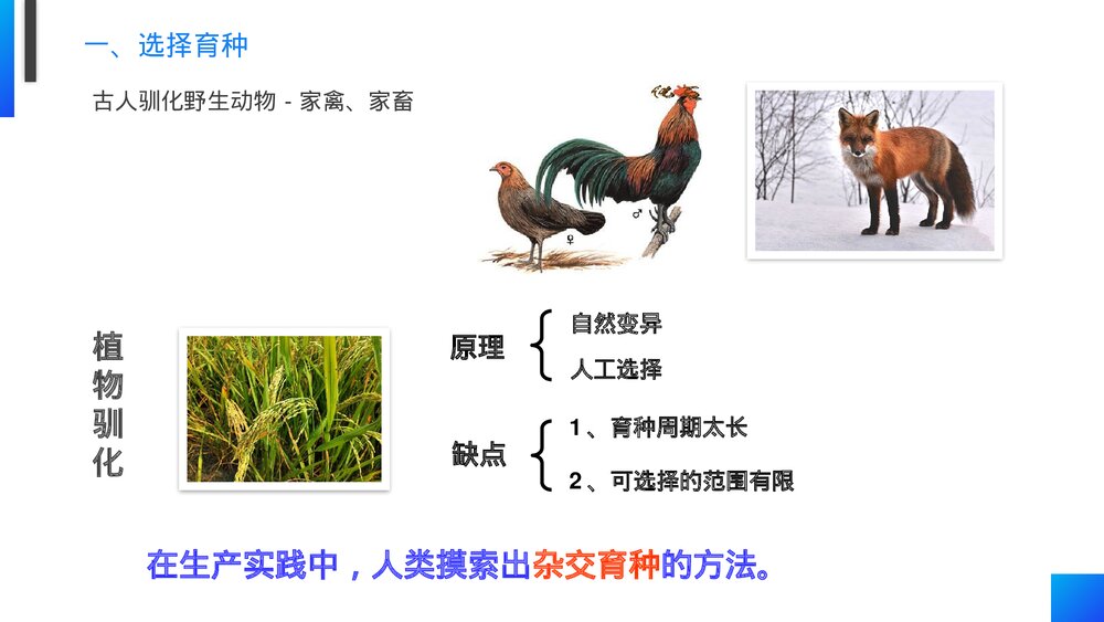 高一下册生物必修二《杂交育种和诱变育种》PPT课件(第6.1课时)2