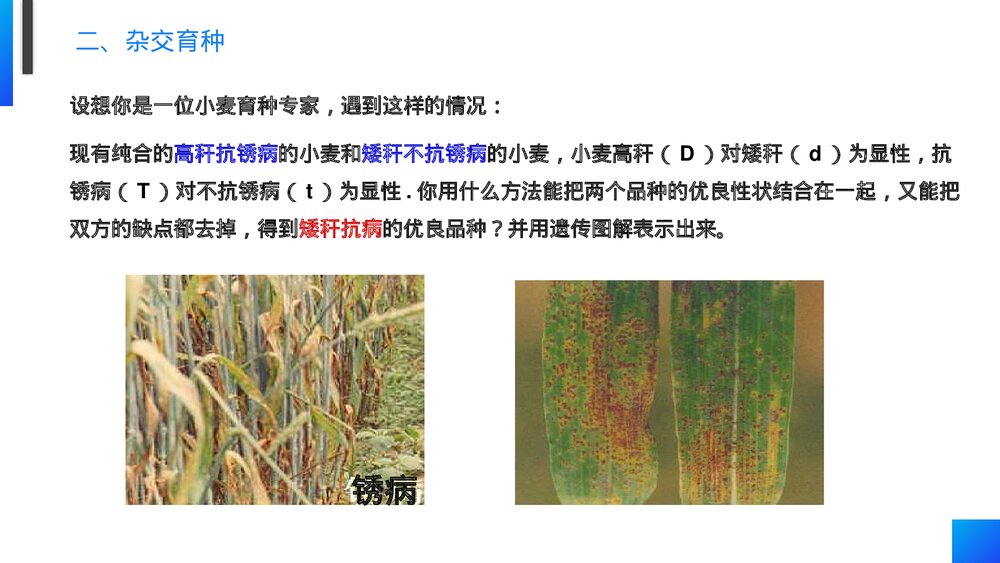 高一下册生物必修二《杂交育种和诱变育种》PPT课件(第6.1课时)3