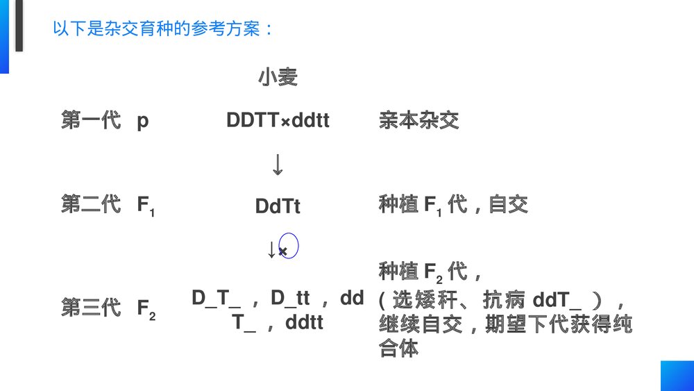高一下册生物必修二《杂交育种和诱变育种》PPT课件(第6.1课时)5