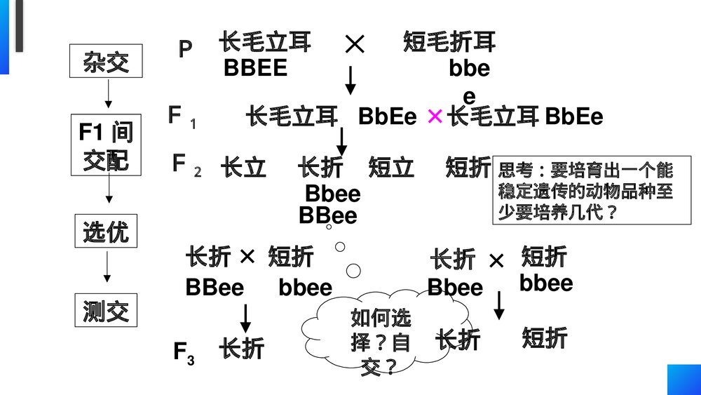 高一下册生物必修二《杂交育种和诱变育种》PPT课件(第6.1课时)7