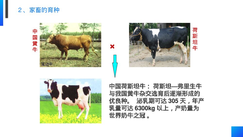 高一下册生物必修二《杂交育种和诱变育种》PPT课件(第6.1课时)10