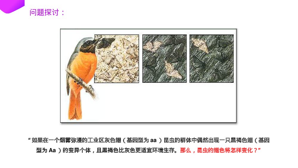 高一下册生物必修二《种群基因频率的改变与生物进化》PPT课件(第7.2.2课时)2