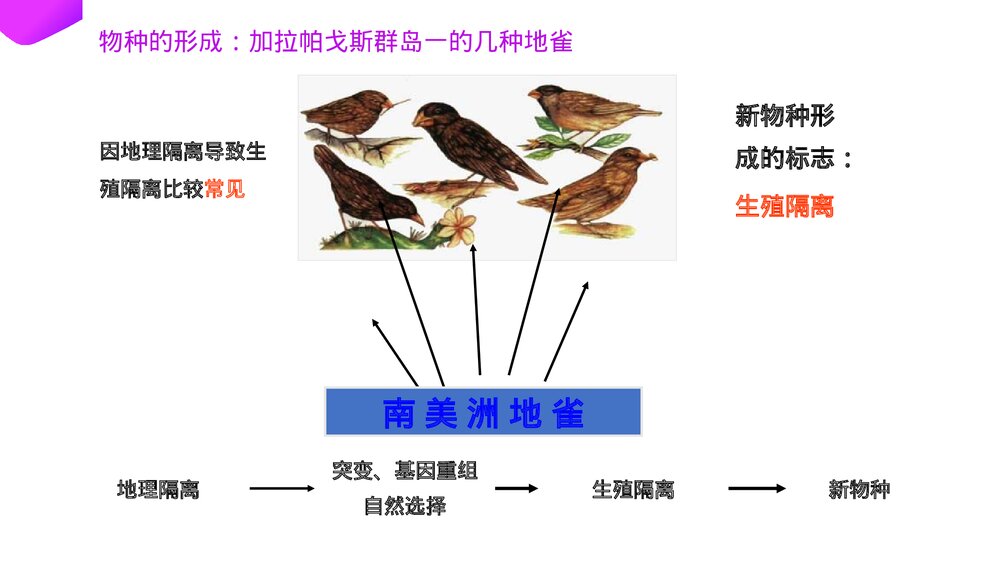 高一下册生物必修二《种群基因频率的改变与生物进化》PPT课件(第7.2.2课时)8