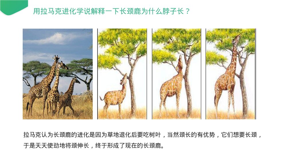 高一下册生物必修二《生物进化理论的由来》PPT课件(第7.1课时)5