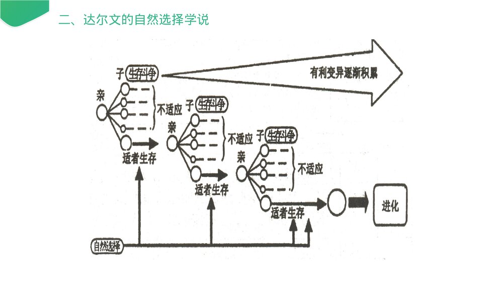 高一下册生物必修二《生物进化理论的由来》PPT课件(第7.1课时)10