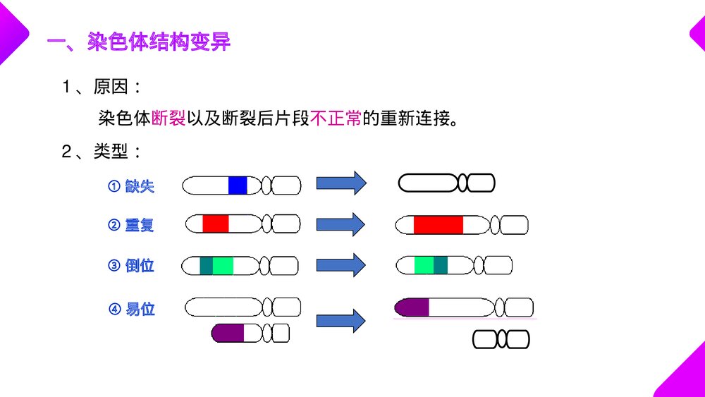 高一下册生物必修二《染色体变异》PPT课件(第5.2课时)4