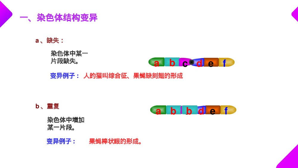 高一下册生物必修二《染色体变异》PPT课件(第5.2课时)5