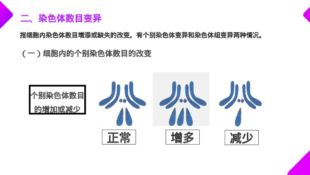 高一下册生物必修二《染色体变异》PPT课件(第5.2课时)8