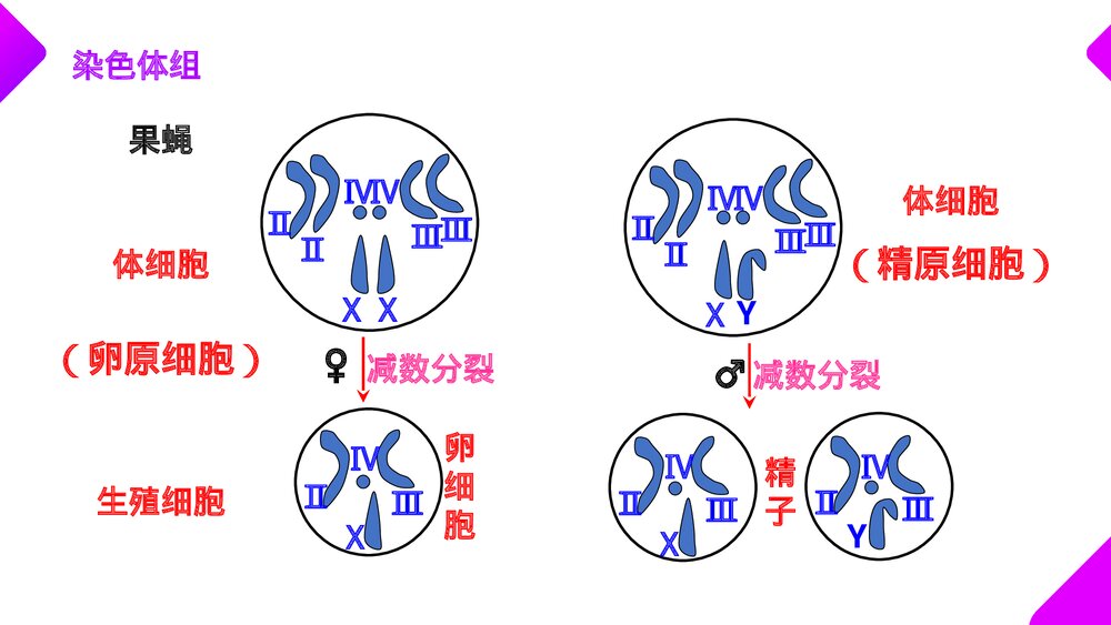 高一下册生物必修二《染色体变异》PPT课件(第5.2课时)10
