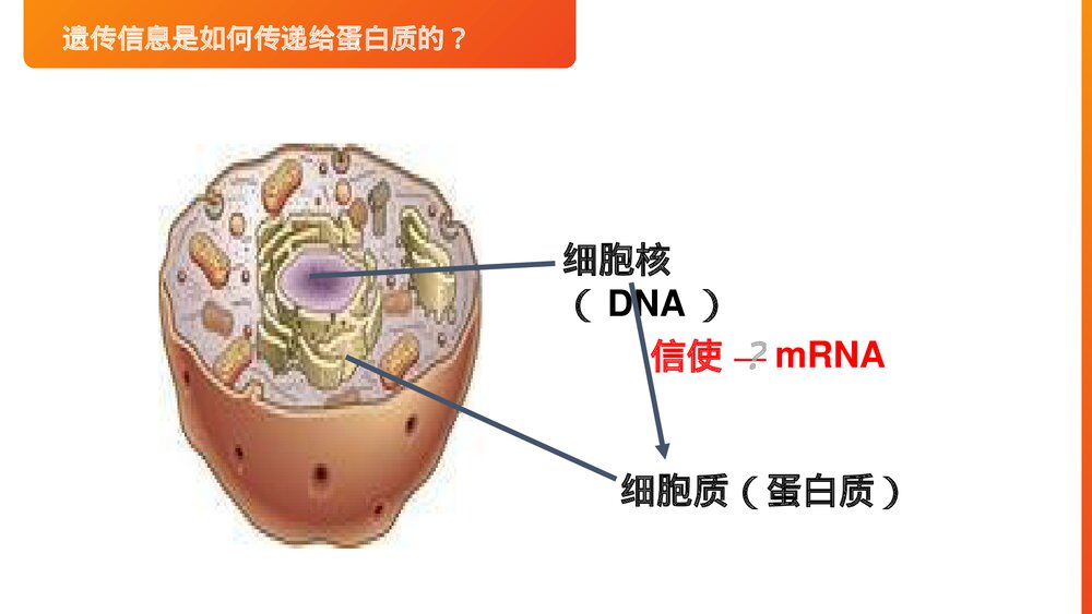 高一下册生物必修二《基因指导蛋白质的合成》PPT课件(第4.1课时)3
