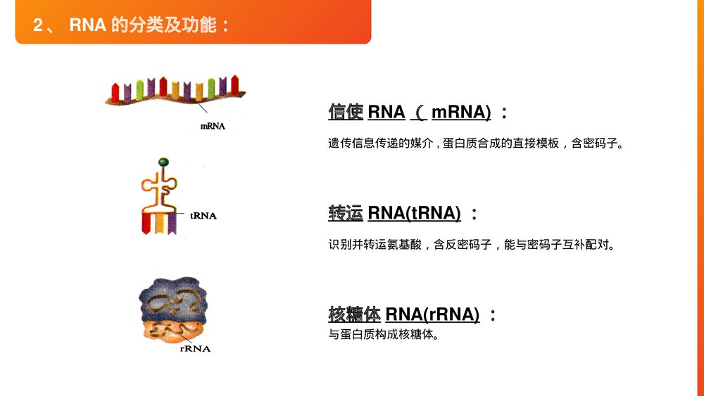 高一下册生物必修二《基因指导蛋白质的合成》PPT课件(第4.1课时)5