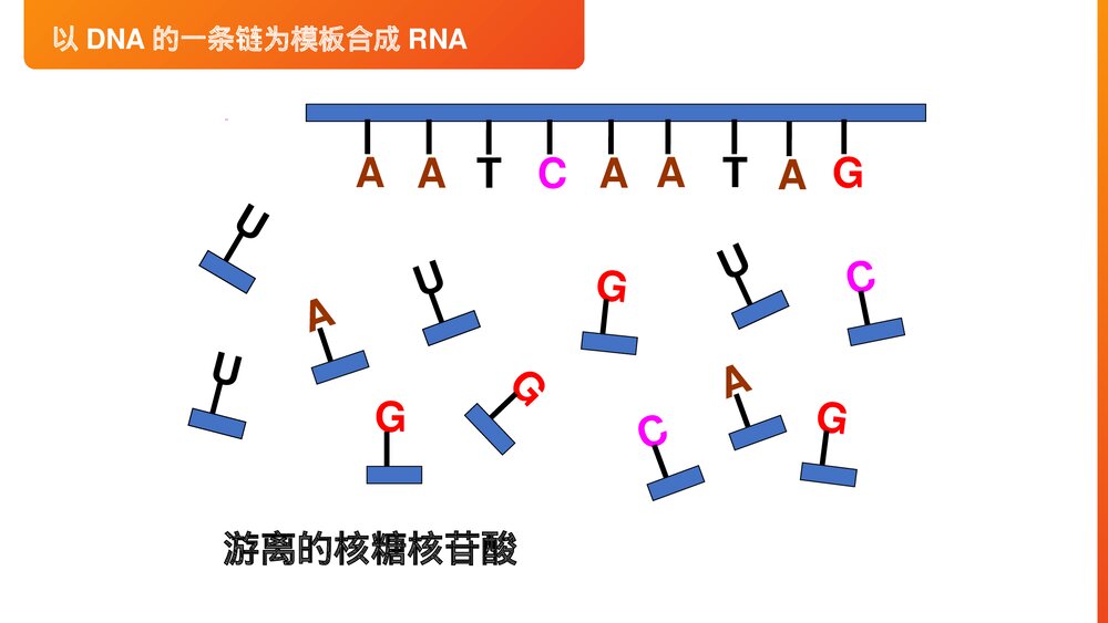 高一下册生物必修二《基因指导蛋白质的合成》PPT课件(第4.1课时)7