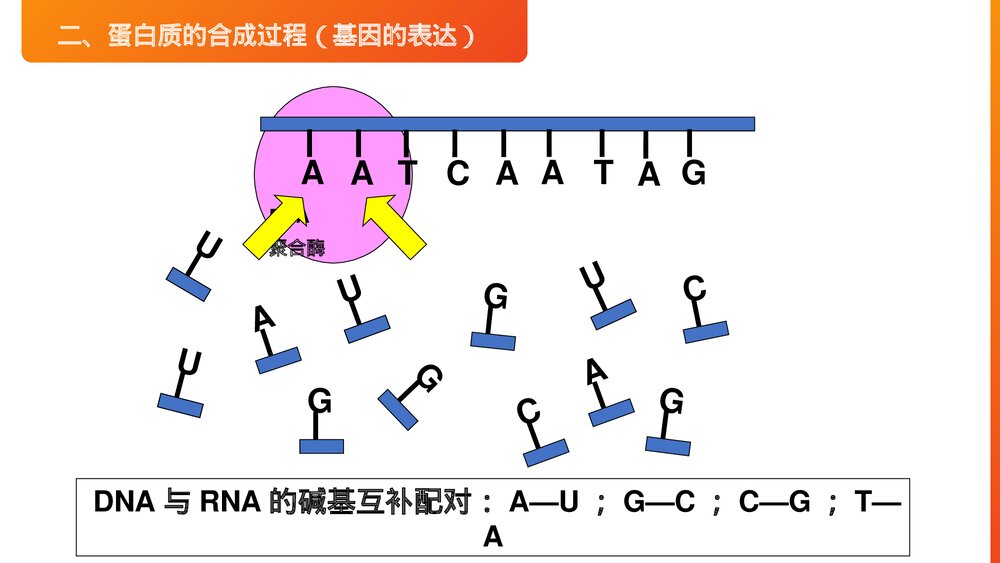 高一下册生物必修二《基因指导蛋白质的合成》PPT课件(第4.1课时)8
