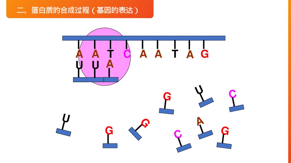 高一下册生物必修二《基因指导蛋白质的合成》PPT课件(第4.1课时)10