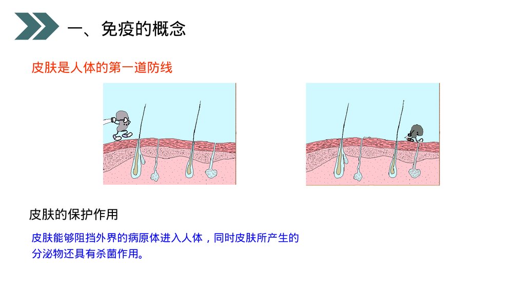 人教版初中生物八年级下册《免疫与计划免疫》PPT课件4
