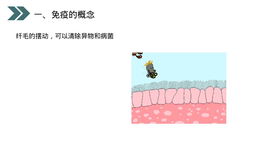 人教版初中生物八年级下册《免疫与计划免疫》PPT课件6