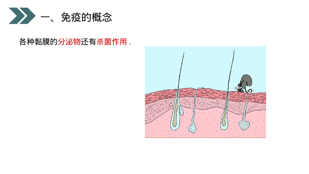 人教版初中生物八年级下册《免疫与计划免疫》PPT课件7