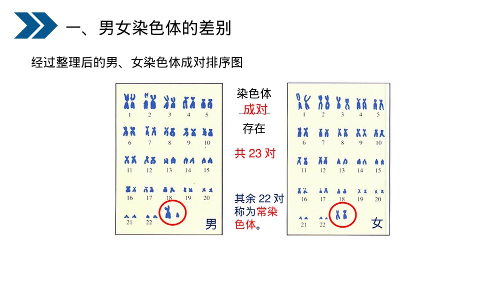 人教版初中生物八年级下册《生物的遗传和变异(人的性别遗传)》PPT课件6