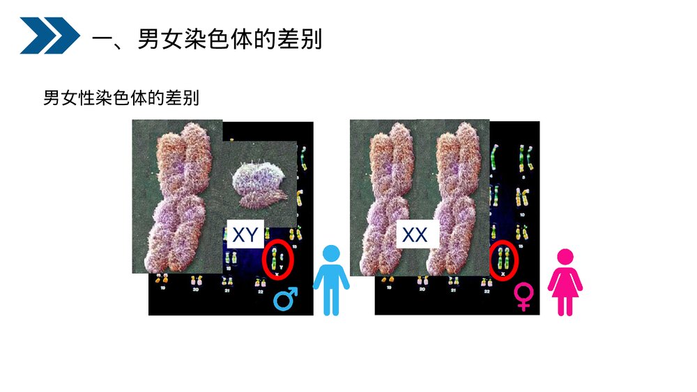 人教版初中生物八年级下册《生物的遗传和变异(人的性别遗传)》PPT课件7