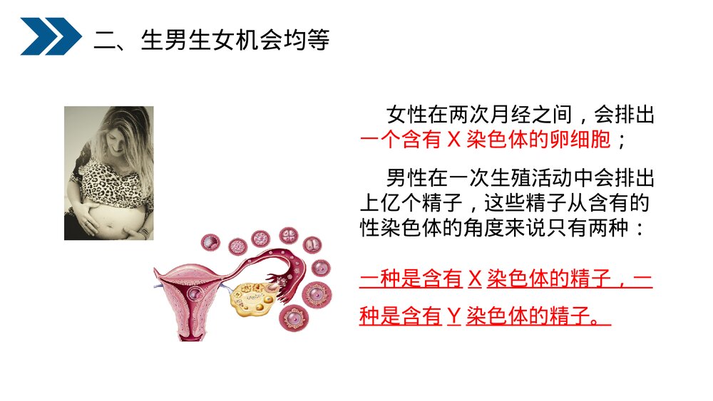 人教版初中生物八年级下册《生物的遗传和变异(人的性别遗传)》PPT课件9