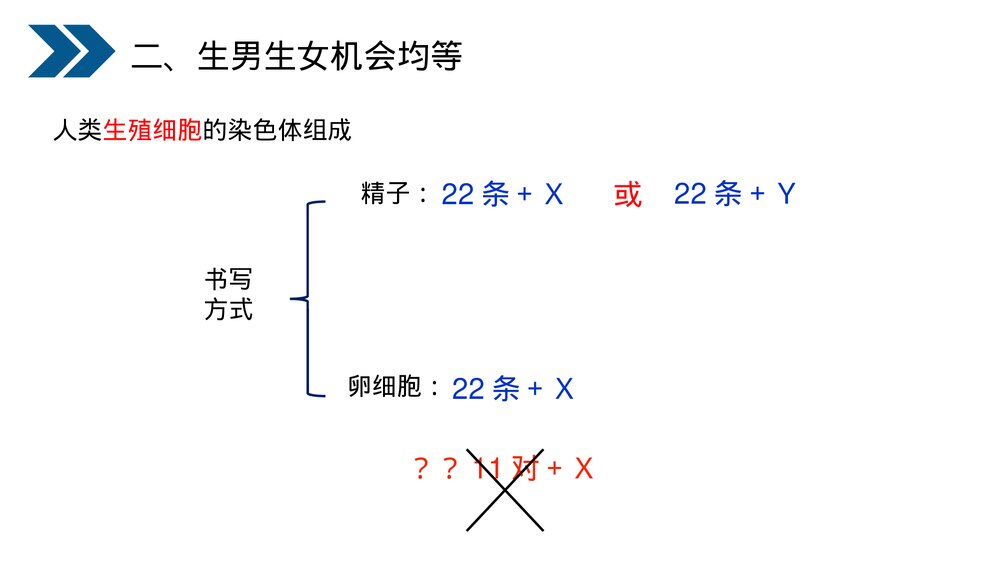 人教版初中生物八年级下册《生物的遗传和变异(人的性别遗传)》PPT课件10