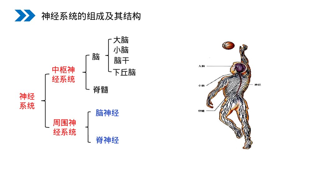 人教版高二生物必修三《通过神经系统的调节》教学PPT课件3