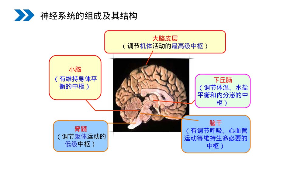 人教版高二生物必修三《通过神经系统的调节》教学PPT课件4