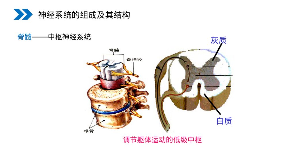 人教版高二生物必修三《通过神经系统的调节》教学PPT课件5