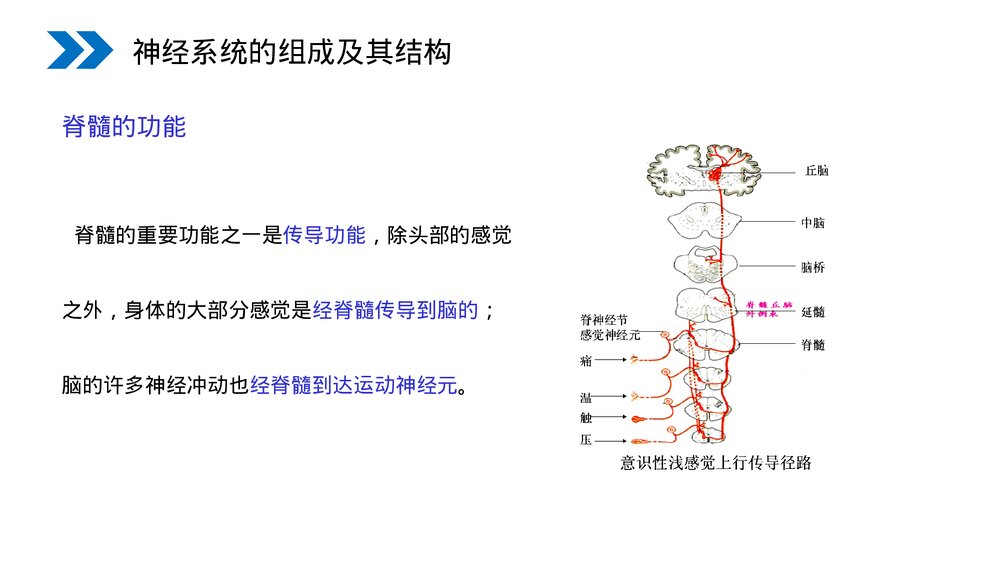 人教版高二生物必修三《通过神经系统的调节》教学PPT课件6