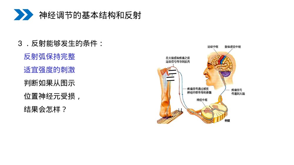 人教版高二生物必修三《通过神经系统的调节》教学PPT课件9