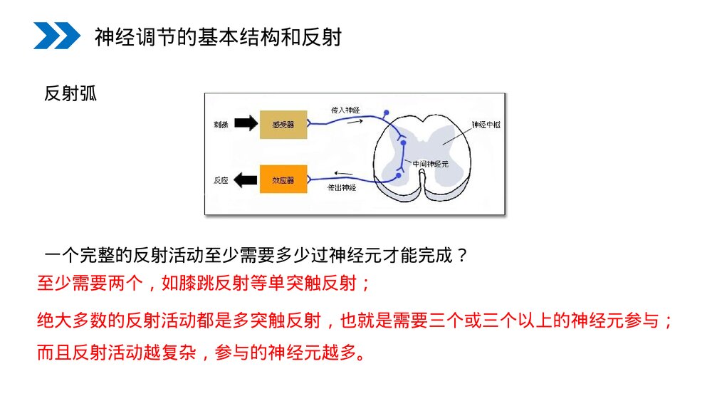 人教版高二生物必修三《通过神经系统的调节》教学PPT课件10