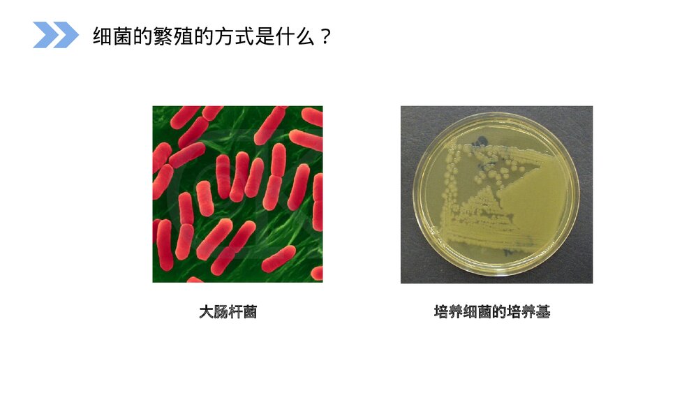 人教版高二生物必修三《种群数量的变化》PPT课件2