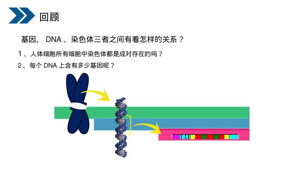 人教版初中生物八年级下册《生物的遗传和变异(基因的显性和隐性)》PPT课件3