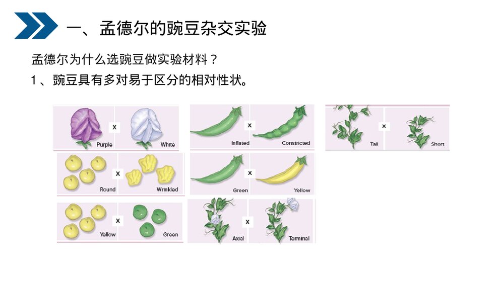 人教版初中生物八年级下册《生物的遗传和变异(基因的显性和隐性)》PPT课件5