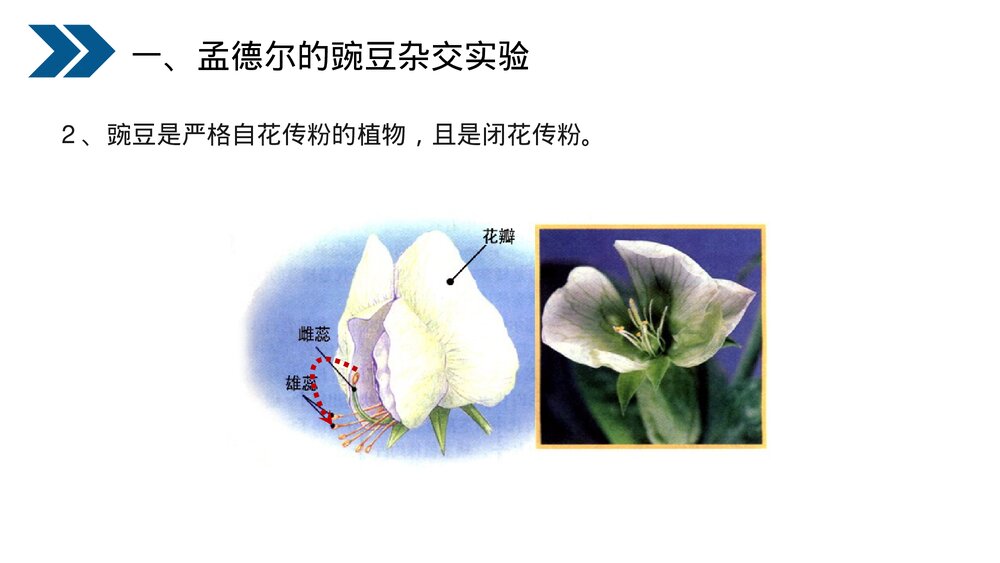 人教版初中生物八年级下册《生物的遗传和变异(基因的显性和隐性)》PPT课件6