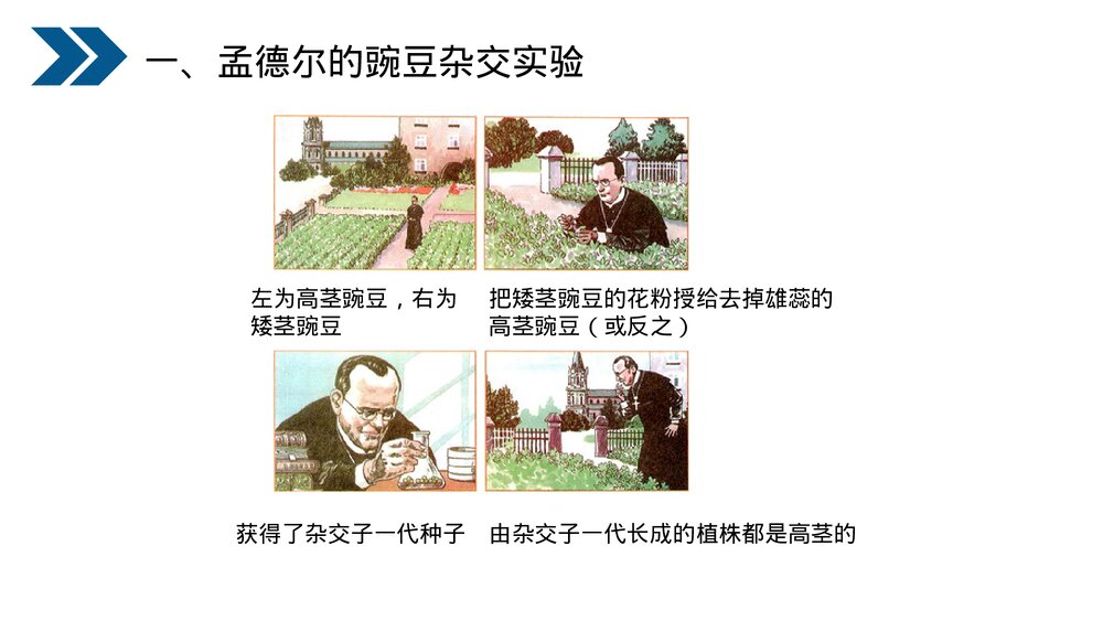 人教版初中生物八年级下册《生物的遗传和变异(基因的显性和隐性)》PPT课件10