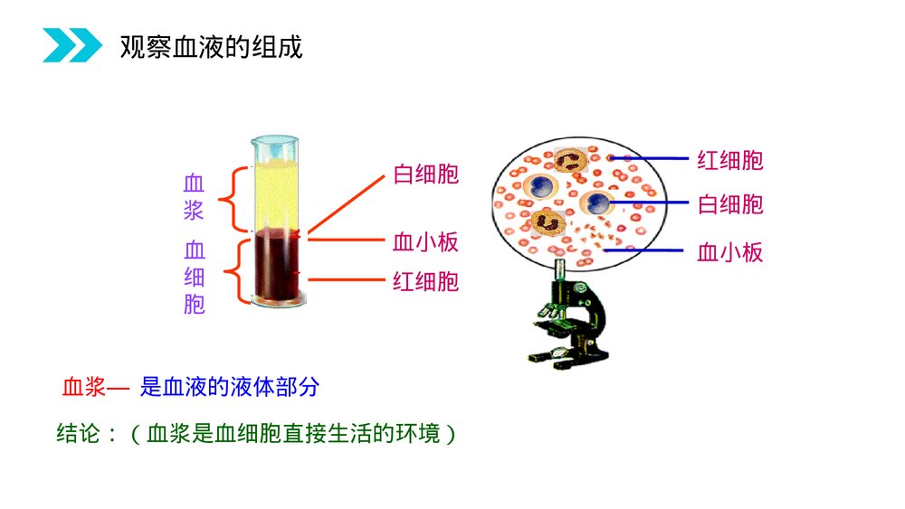 人教版高二生物必修三《细胞生活的环境》教学PPT课件5