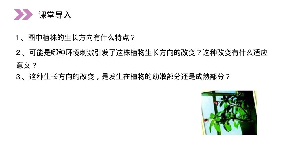 人教版高二生物必修三《植物生长激素的发现》教学PPT课件2
