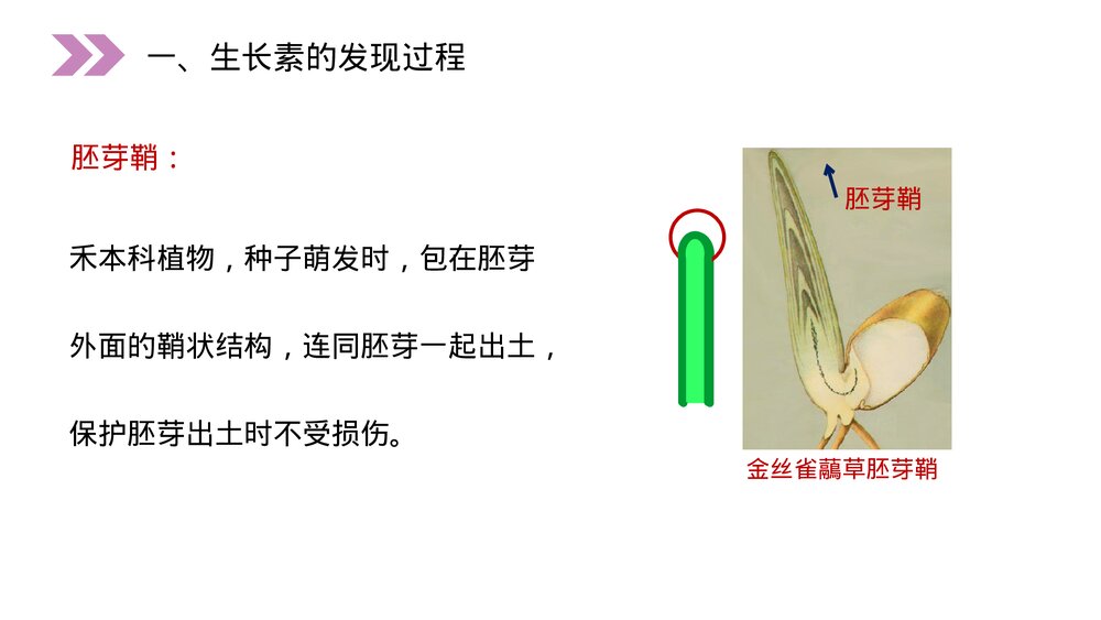人教版高二生物必修三《植物生长激素的发现》教学PPT课件4