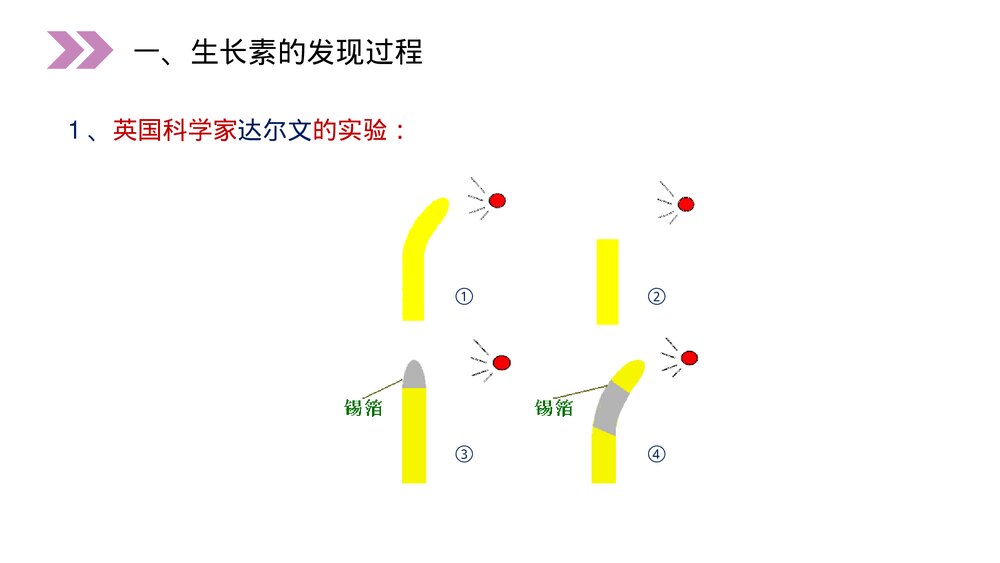 人教版高二生物必修三《植物生长激素的发现》教学PPT课件5