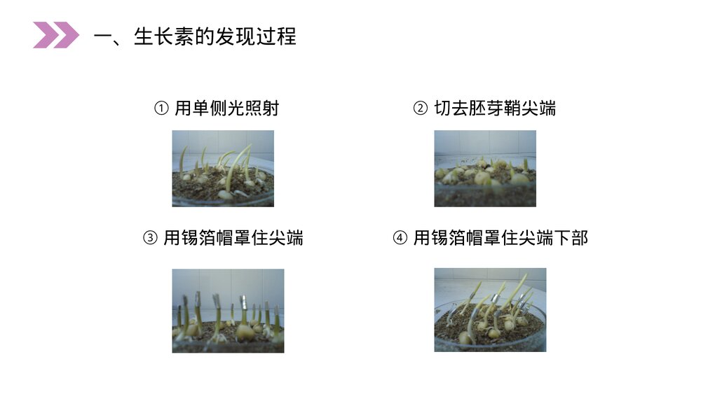 人教版高二生物必修三《植物生长激素的发现》教学PPT课件6