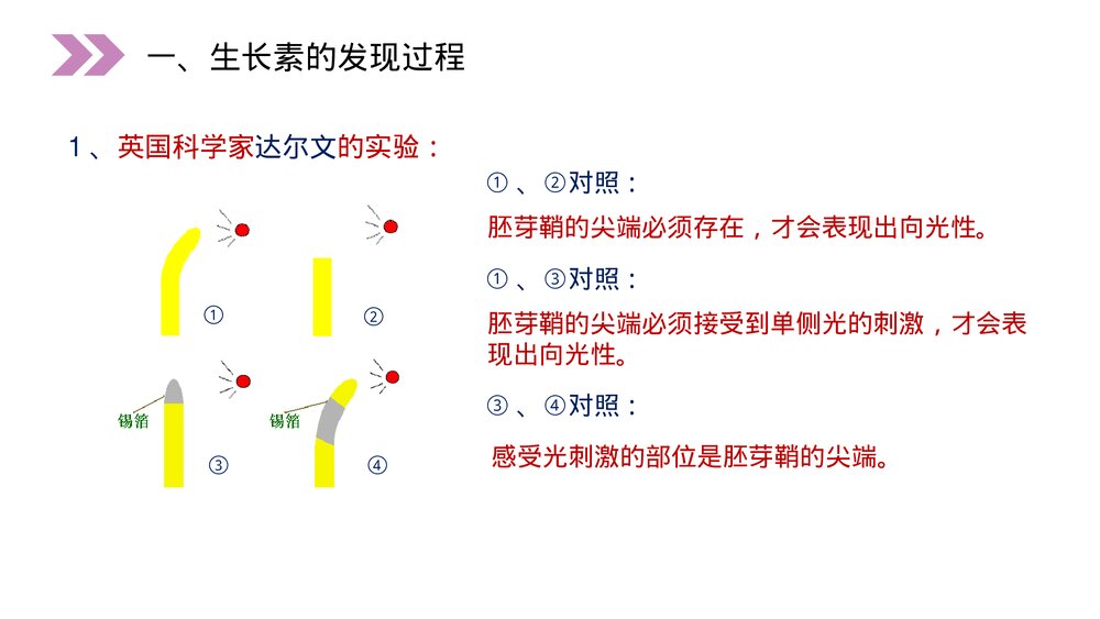 人教版高二生物必修三《植物生长激素的发现》教学PPT课件7