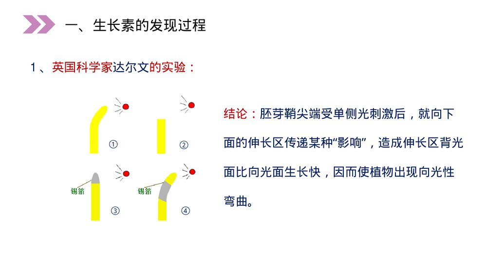 人教版高二生物必修三《植物生长激素的发现》教学PPT课件8