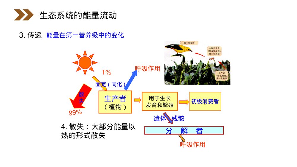 人教版高二生物必修三《生态系统的能量流动》教学PPT课件5