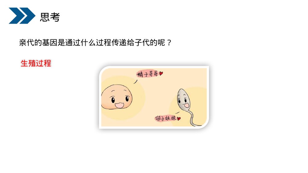 人教版初中生物八年级下册《生物的遗传和变异(基因在亲子代间的传递)》PPT课件4