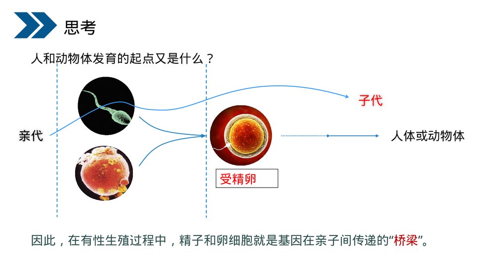 人教版初中生物八年级下册《生物的遗传和变异(基因在亲子代间的传递)》PPT课件5