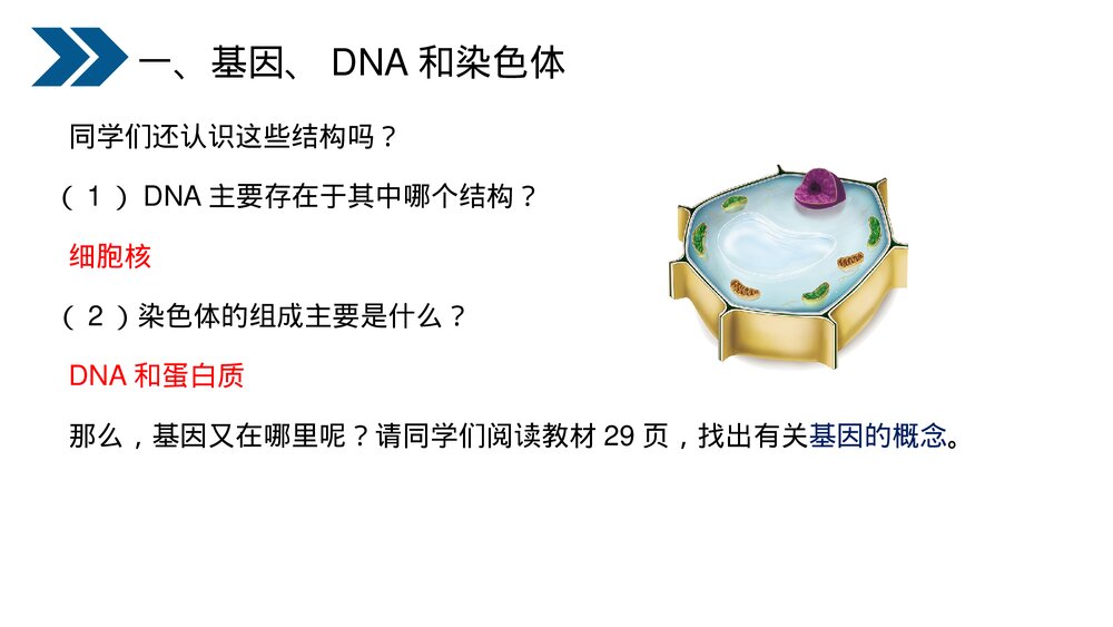人教版初中生物八年级下册《生物的遗传和变异(基因在亲子代间的传递)》PPT课件6